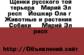 Щенки русского той-терьера - Марий Эл респ., Йошкар-Ола г. Животные и растения » Собаки   . Марий Эл респ.